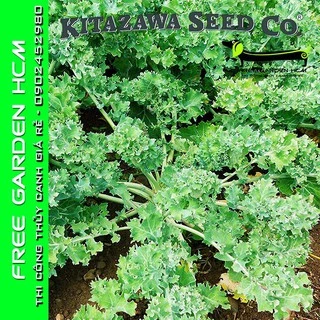 COMBO 1200 HẠT GIỐNG CẢI XOĂN KALE DWARF SIBERIAN IMPROVED – Kitazawa – Mỹ