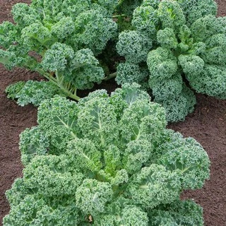 Hạt giống cải xoăn kale rado 5g dễ trồng năng suất cao