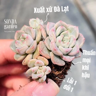 Sen đá diệp hà SONDA GARDEN size mini 2.5-4cm, cây cảnh trang trí nhà cửa, lỗi 1 đổi 1