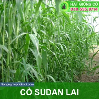 Hạt giống cỏ Sudan lai - Cỏ Cao Lương (gói 50g) - Hạt giống Cỏ Chăn Nuôi - Cỏ Họ Ngô