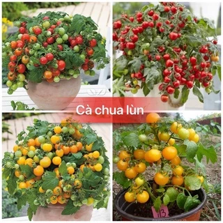 Hạt giống cà chua lùn bonsai đỏ và cà chua lùn bonsai vàng