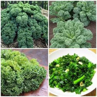 Hạt giống Cải lá xoắn xanh ( cải kale xanh ) – Gói 0.2gr