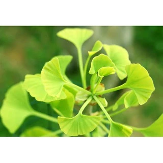 Gói 2 hạt giống Bạch quả ginkgo