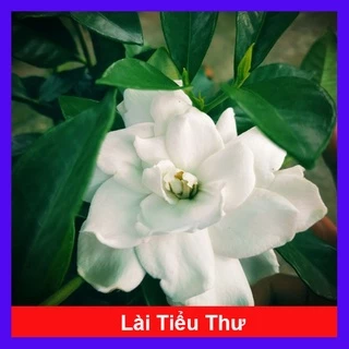 Cây Lài Tiểu Thư hoa thơm