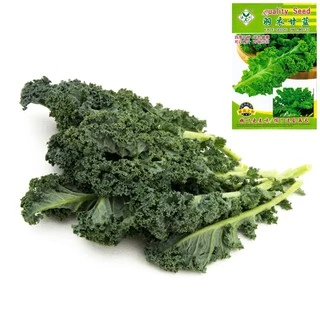 Cải xoăn lá 100 hạt Holland Vate Blue Curled Kale F1 Chủng