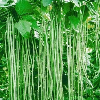 Hạt giống đậu đũa đài loan hạt trắng Thuận Điền