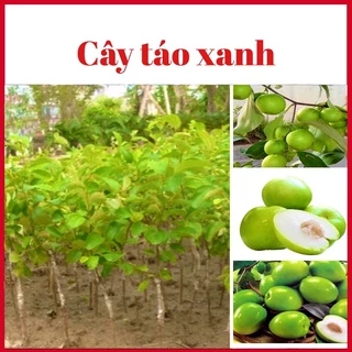 Cây táo xanh quả to ngọt 6 tháng ra quả