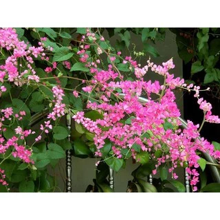 [Dây leo] hoa tigon trồng hàng rào, Antigonon leptopus Hook.Et Arn - Trang Flowers