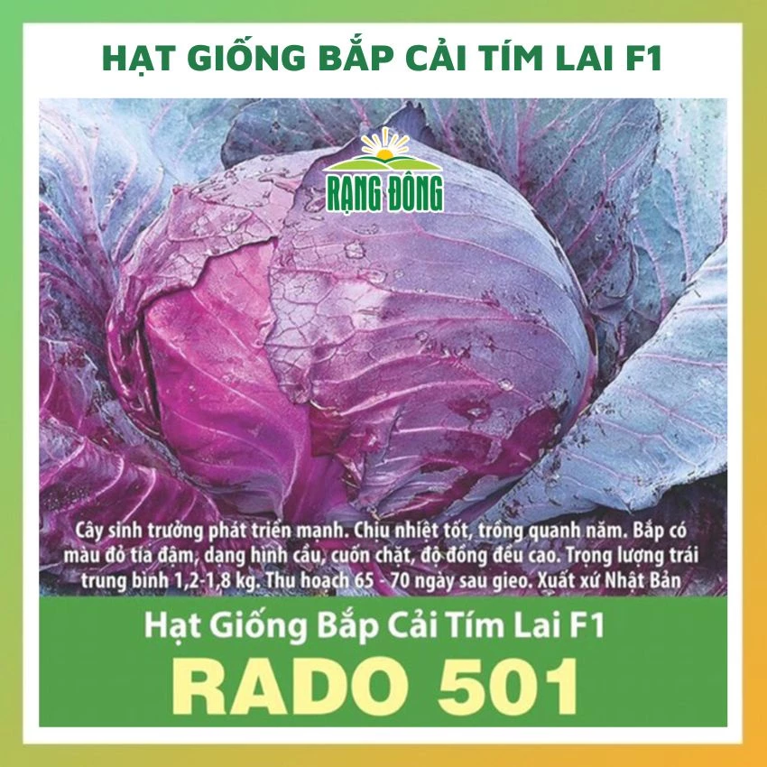 Hạt giống bắp cải tím lai F1 - rau củ quả chịu nhiệt 4 mùa tỉ lệ nảy mầm cao 0.5gr RADO 0501