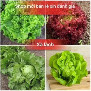 Hạt giống rau xà lách, tặng kèm phân bón và kích mầm