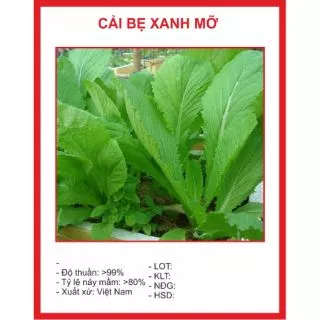 Hạt giống Cải Bẹ Xanh Mỡ 150 hạt