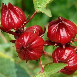 Hạt giống Atiso đỏ 10 Hạt ( tặng kèm thuốc kích mầm ra rễ)