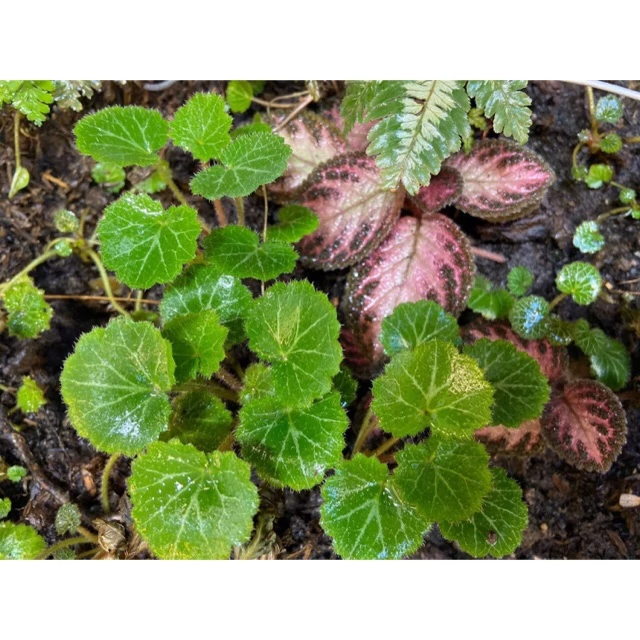 Cây begonia, cây dâu