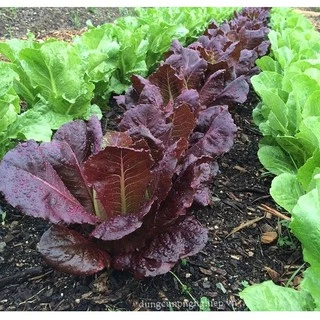 [Seeds] Hạt giống Xà lách Romaine, đóng gói 2gr, dễ trồng, năng suất cao