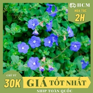 GIỐNG CÂY HOA THANH TÚ ,(cao 15cm), Hoa giống, dễ trồng GIÁ RẺ, nở quanh năm, Cây Tươi Nguyên CTN0300