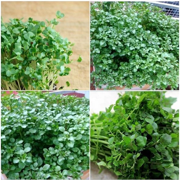 Hạt giống rau xà lách xoong ( cải xoong ) Gói 1gram