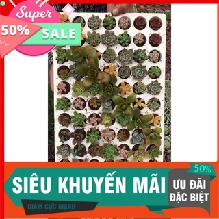 Combo 10 cây sen đá mini mix màu vĩ siêu xinh, trang trí ,văn phòng