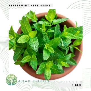 Hạt giống - Hạt giống cây bạc hà Peppermint (Mentha x piperita) - NHẬP KHẨU 50h