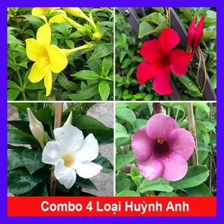 Combo 4 cây huỳnh anh ( cây huỳnh anh vàng + huỳnh anh đỏ + huỳnh anh trắng + huỳnh anh tím )