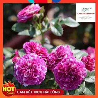 Hoa hồng Bụi Scented Jewel [👍SIÊU THƠM - SIÊU HOT👍] Hà Lan tím sọc - hương thơm mạnh mẽ, cánh kép, bông cỡ chung,sai hoa