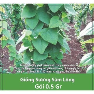 [FreeShip] Hạt Giống Sương Sâm Lông - Sinh Trưởng 4 Mùa - Gói 0.5gr