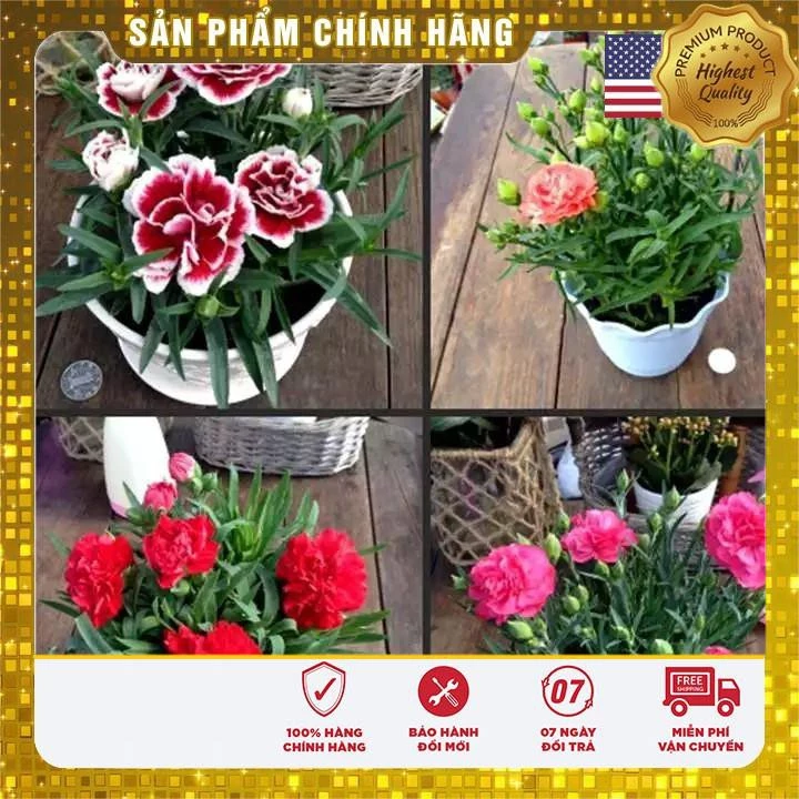 100 hạt giống hoa cẩm chướng chùm mix USA