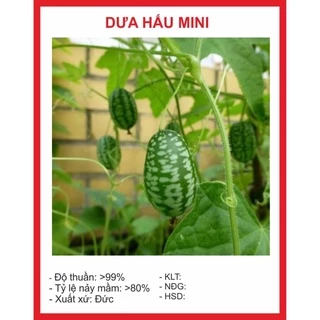 Hạt giống Dưa Hấu Mini 10 Hạt hạt giống bốn mùa