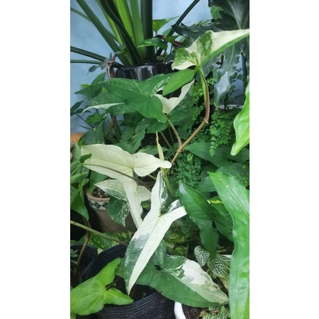 Cây Trầu Bà Đột Biến, Tróc bạc Syngonium Podophyllum Albo Variegata