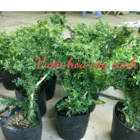 Cây Linh Sam 86 ( làm bonsai tiểu cảnh )