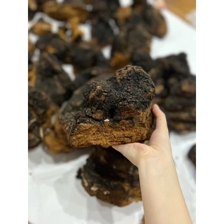 Nấm Chaga Siberia - Nga