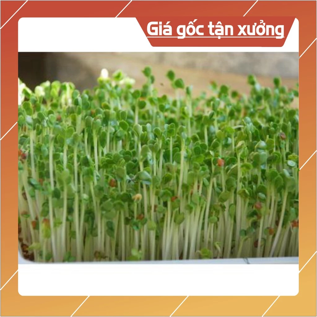 100Gr Hạt Giống Rau Mầm Củ Cải Trắng (Hàng Loại 1)