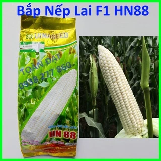 Hạt Giống Bắp Nếp Lai F1 HN88 (500g), Giống Bắp Nếp MX10