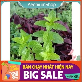 Cây Bạc Hà Âu- Euro MInt - Bạc Hà Pháp - Mentha Piperita ❣️