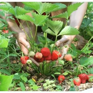 Hạt giống quả dâu tây đỏ chịu nhiệt 50 HẠT MỚI HÁI NẢY MẦM TỐT