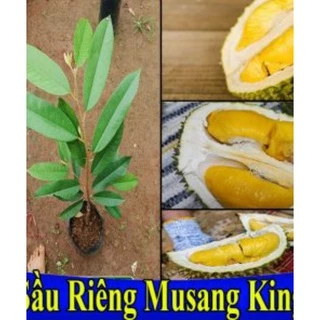 CÂY GIỐNG SẦU RIÊNG MUSANGKING GHÉP ĐẦU DÒNG