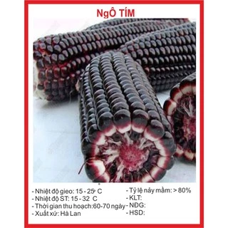 Hạt Giống Ngô Tím 20 Hạt