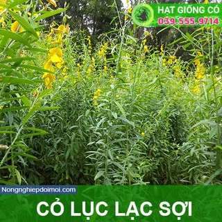 Hạt Giống Cỏ Lục Lạc Sợi - 100g - Hạt Giống Cỏ Chăn Nuôi