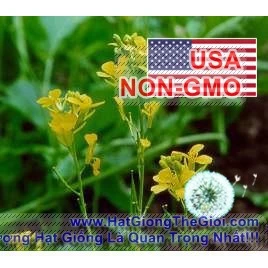 cây cây 20h Hạt Giống Mù Tạt Đen, Vua Gia Vị, Black (Brassica sinapelis nigra) NNF1  - Cây Giống Nhập Khẩu  - Cây Giống 