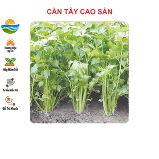 Hạt giống Cần Tây 2gram