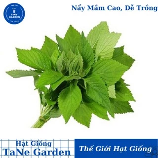 1Gr Hạt Giống Kinh Giới - TaNe Garden