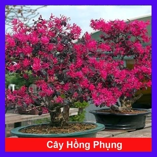 Cây Hồng Phụng - cây cảnh để bàn - caykiengsadec