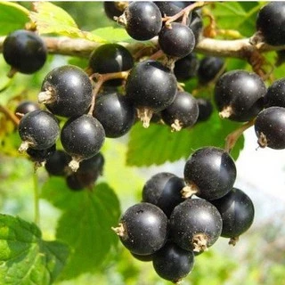 hat nho Blackcurrant 🔥 Phần Lan 🎈 20 hạt 🎈 trái cây, hương vị ngon