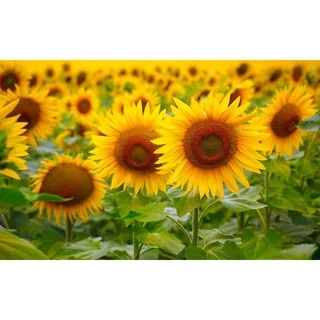 Gói 30 Hạt Giống Hoa Hướng Dương Cao Sungold - Nanuseeds