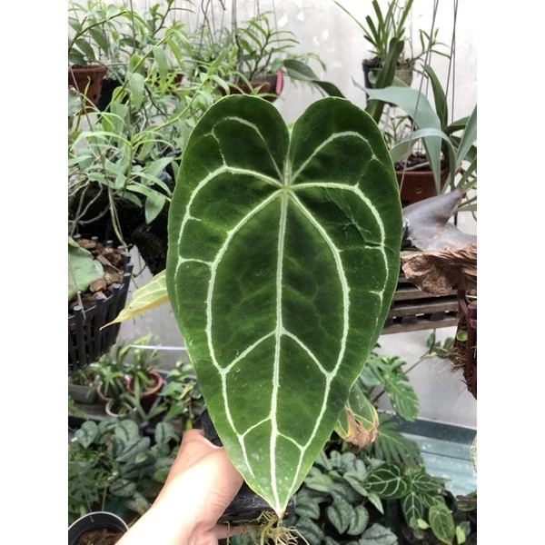 Anthurium Clarinervium Kiểng lá