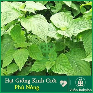 Hạt Giống Kinh Giới 2G