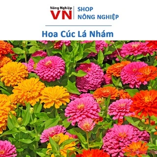 Hạt Giống Hoa Cúc Lá Nhám Dễ Chăm Sóc Gói 50 Hạt