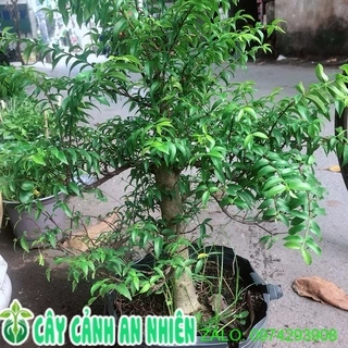 Cây Mai Chiếu Thuỷ Size Đại