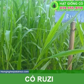 Hạt giống cỏ Ruzi - Cỏ chịu dẫm đạp (gói 200g)