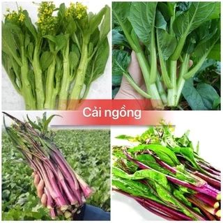 Hạt giống cải ngồng xanh,tím cao sản F1