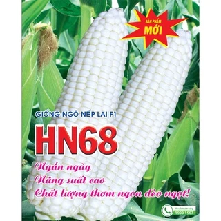 Hạt Giống NGÔ NẾP LAI HN68 rất thơm gói zin 100g